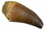 Fossil Prognathodontid Mosasaur Tooth - Morocco #345121-1